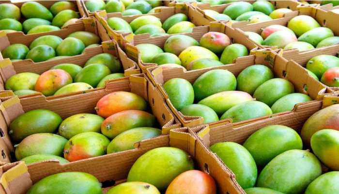 Why Your Mangoes Might Be Poisoning You: The Shocking Truth Behind India’s Fruit Market Crackdown