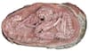 How A Dinosaur Embryo Links Birds To Their Ancient Ancestors