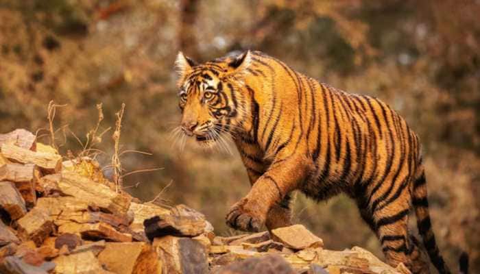 Explore THESE 10 Indian National Parks Before Monsoon Begins