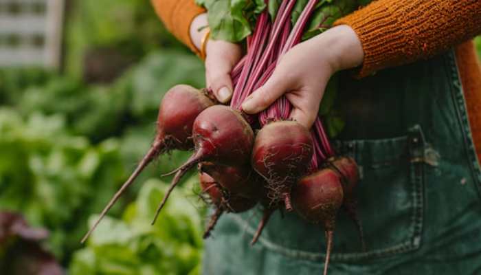 Daily Dose Of Beetroot-Check 10 Delicious Ways To Include In Your Daily Diet