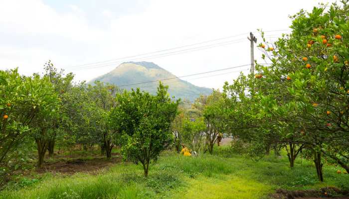 Hosachiguru Maamara Farms — A Mango Orchard Retreat Near Bangalore
