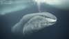 Meet Oldest Whale In The World: A 200-Year-Old Bowhead Still Swimming The Arctic Seas, Has Lived Through World Wars, Space Races And...