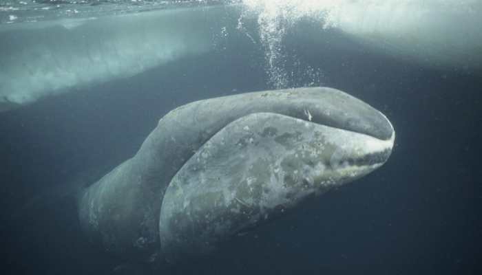 Meet Oldest Whale In The World: A 200-Year-Old Bowhead Still Swimming The Arctic Seas, Has Lived Through World Wars, Space Races And...