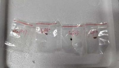 Biohazard  Hidden In A Tissue, Stashed In A Backpack: How Two Scientists Tried Sneaking The Crop-Killing Fungus Into US