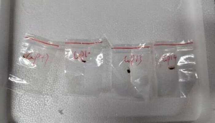 Biohazard  Hidden In A Tissue, Stashed In A Backpack: How Two Scientists Tried Sneaking The Crop-Killing Fungus Into US