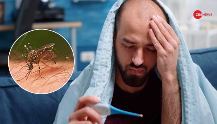 Monsoon 2025 Dengue Alert: How To Protect Yourself From Mosquito Bites And Stay Disease-Free