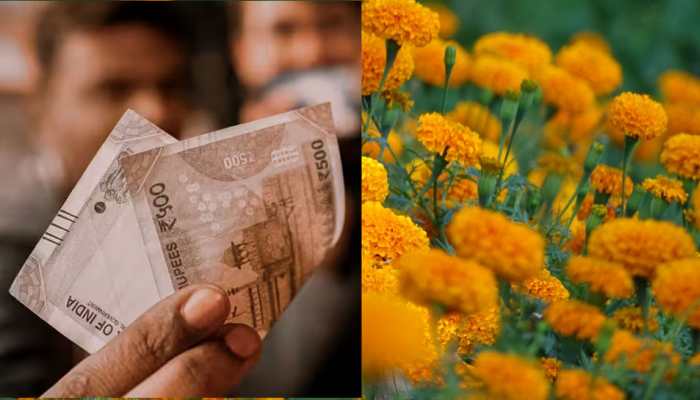 Rs 50 Lakh Income Every Month From Marigold Farming--Meet Farmer Behind Biz