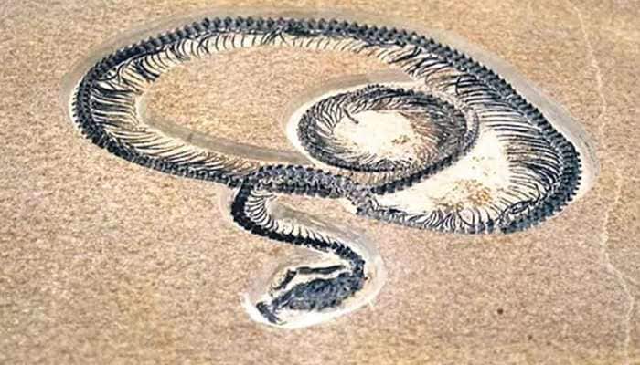 Vasuki Indicus: India Unearths World's New Largest Snake, 1000 Kg Creature...
