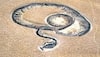 Vasuki Snake