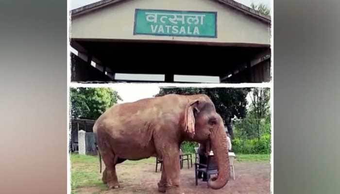 Meet Vatsala, World's Oldest Living Elephant; Survived World Wars, Aged...