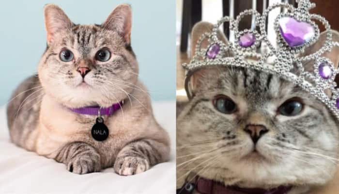 Meet World's Richest Cat, Has Her Name In Guinness Record; Her Net Worth Is...