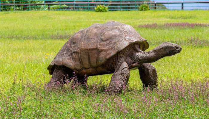 Meet 192-Year-Old Jonathan, World's Oldest Living Tortoise Who Weighs 182 Kgs 