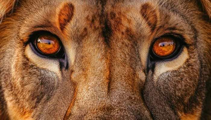 Meet World's Most Dangerous Animal, NO It's NOT A Lion; Kills 725,000 Yearly