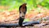 Mount Everest Under Threat? King Cobras' Arrival Sparks Climate Change Panic