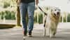 ‘Dog Walking Is A Clear Crime’: Iran’s Latest Morality Push
