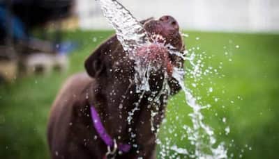 Is Water The Only Way To Keep Pets Hydrated? What Are The Other Essentials To Add This Summer ?