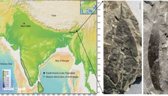 In Assam's Coalfield, A 24-Million-Year-Old Fossil Discovery Shocks...Sheds Light On Existence Of Rare...