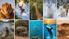 10 Animals That Will Take Your Breath Away