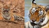 India tigers