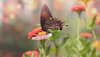 world most beautiful butterflies
