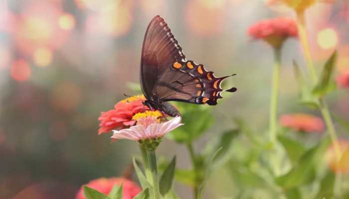 7 Beautiful Butterflies That Are Found Across the World