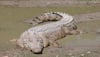 Ancient reptiles