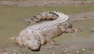 Meet The Colossal Crocodiles – Giants That Survived Since The Age of Dinosaurs