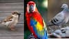 Bird Nests At Home: Which Bring Prosperity And Which Warn Of Trouble? Check Signs