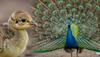 nature wonders