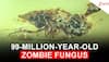 Before Humans, a Fungus Was Making Zombies: A 99-Million-Year-Old Fly Found Trapped in Amber Proves It