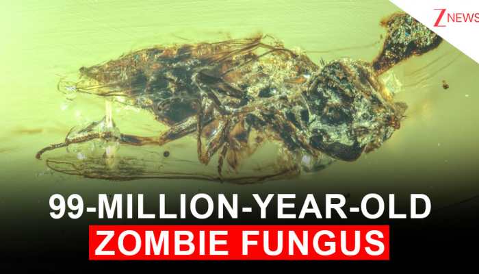 Before Humans, a Fungus Was Making Zombies: A 99-Million-Year-Old Fly Found Trapped in Amber Proves It