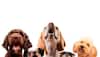 Animal Behavior
