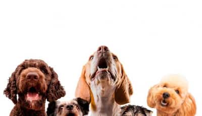How To Improve Mental Health Of Pets?