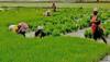 Tamil Nadu Farmers Forced To Seek Private Money Lenders For Crop Loan Due To