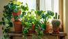 Best Indoor Plants to Brighten Up Your Home and Boost Wellness