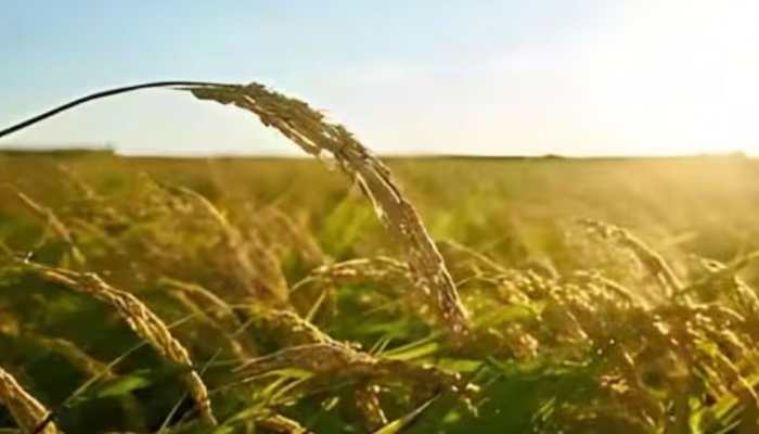 Total Area Sown Under Kharif Crop Crosses 262.15 Lakh Hectares So Far