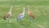 Sandhill crane