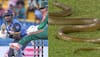 Snake on Cricket Field