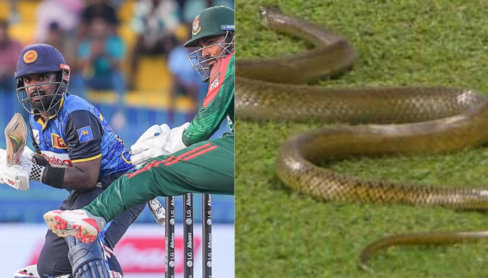 7-Foot Snake Halts Play During Sri Lanka Vs Bangladesh ODI In Colombo: WATCH 7-Foot Snake Halts Play During Sri Lanka Vs Bangladesh ODI In Colombo: WATCH