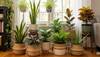 plants that clean air
