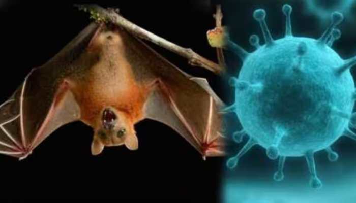 What is Nipah Virus? Check For Symptoms, Risks, And How To Stay Safe What is Nipah Virus? Check For Symptoms, Risks, And How To Stay Safe