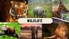 Wildlife