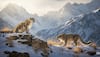 snow leopard habitat