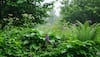 Medicinal plants