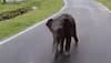 Elephant’s Emotional Moment Goes Viral, Calf Reunites With Mother In Kaziranga | VIDEO