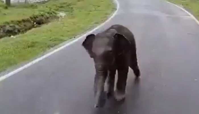 Elephant’s Emotional Moment Goes Viral, Calf Reunites With Mother In Kaziranga | VIDEO