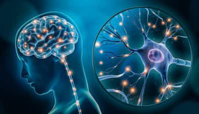 Your Brain Keeps Growing Even After 70! Shocking Study Reveals Hidden Power Of Memory Cells