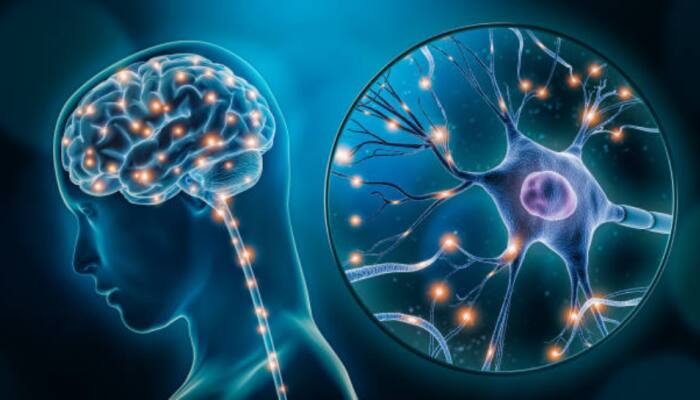 Your Brain Keeps Growing Even After 70! Shocking Study Reveals Hidden Power Of Memory Cells