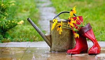 10 Genius Tips To Keep Your Plants Thriving During Monsoons - Number 7 Will Surprise You!