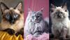 Pet lovers
